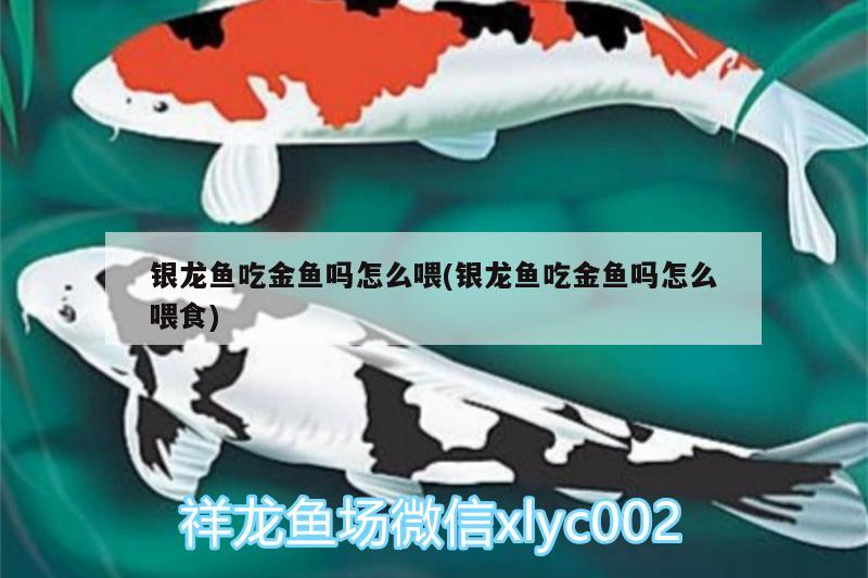 銀龍魚吃金魚嗎怎么喂(銀龍魚吃金魚嗎怎么喂食) 銀龍魚百科