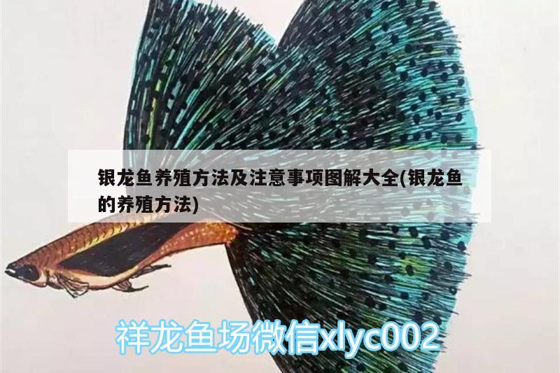 銀龍魚養(yǎng)殖方法及注意事項(xiàng)圖解大全(銀龍魚的養(yǎng)殖方法) 銀龍魚百科 第2張