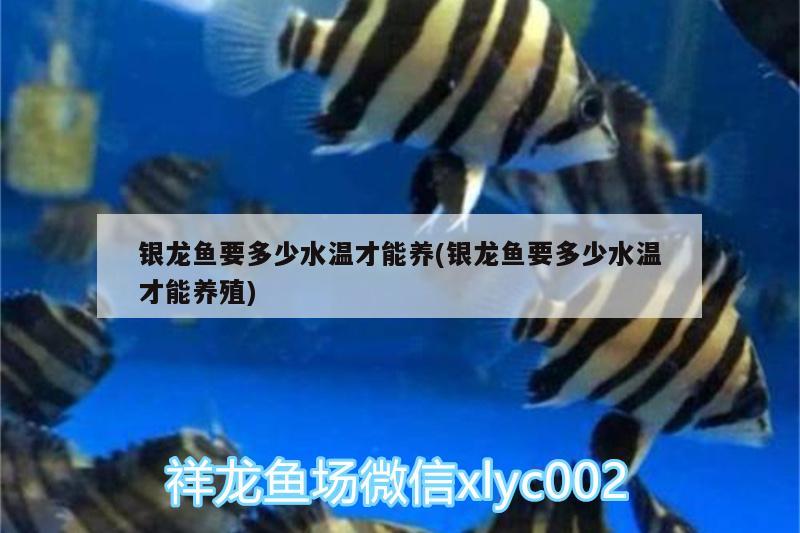 銀龍魚要多少水溫才能養(yǎng)(銀龍魚要多少水溫才能養(yǎng)殖) 銀龍魚百科