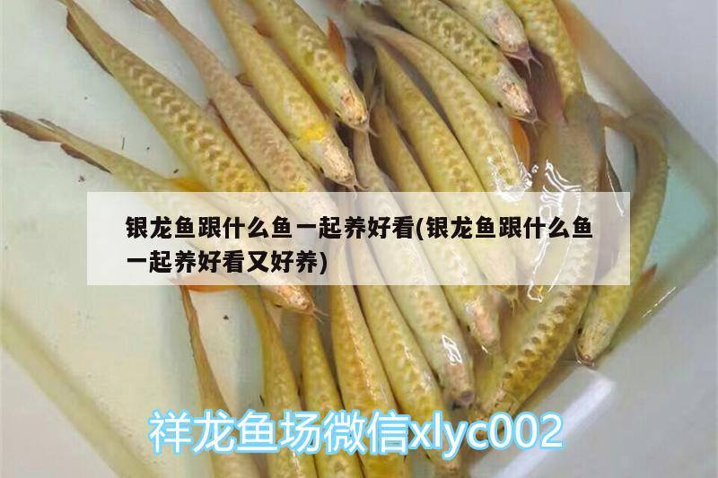 銀龍魚跟什么魚一起養(yǎng)好看(銀龍魚跟什么魚一起養(yǎng)好看又好養(yǎng))