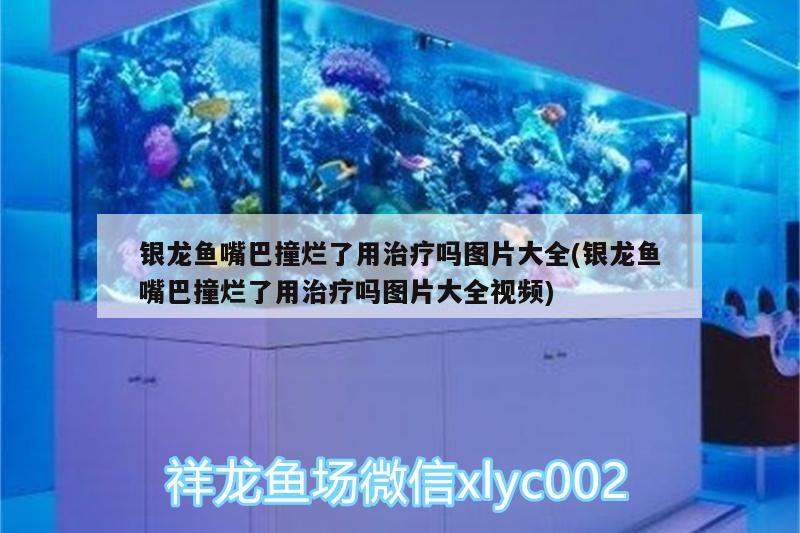 銀龍魚嘴巴撞爛了用治療嗎圖片大全(銀龍魚嘴巴撞爛了用治療嗎圖片大全視頻) 銀龍魚