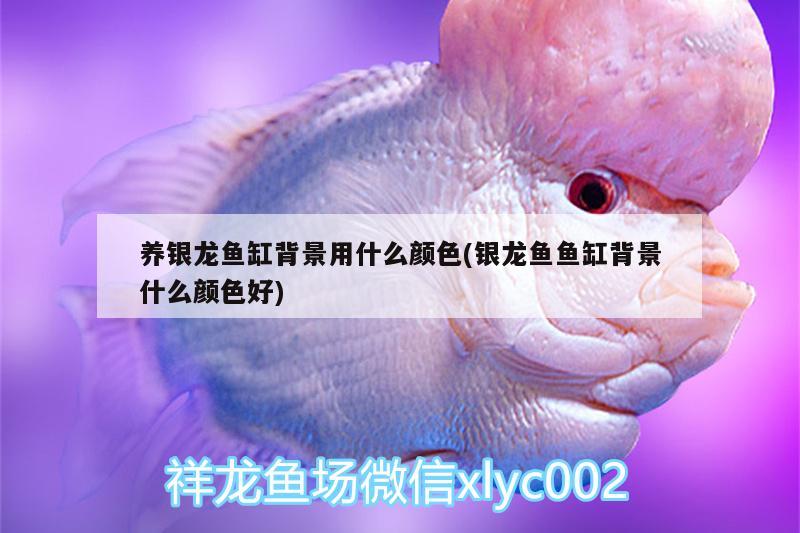 養(yǎng)銀龍魚(yú)缸背景用什么顏色(銀龍魚(yú)魚(yú)缸背景什么顏色好) 銀龍魚(yú)百科