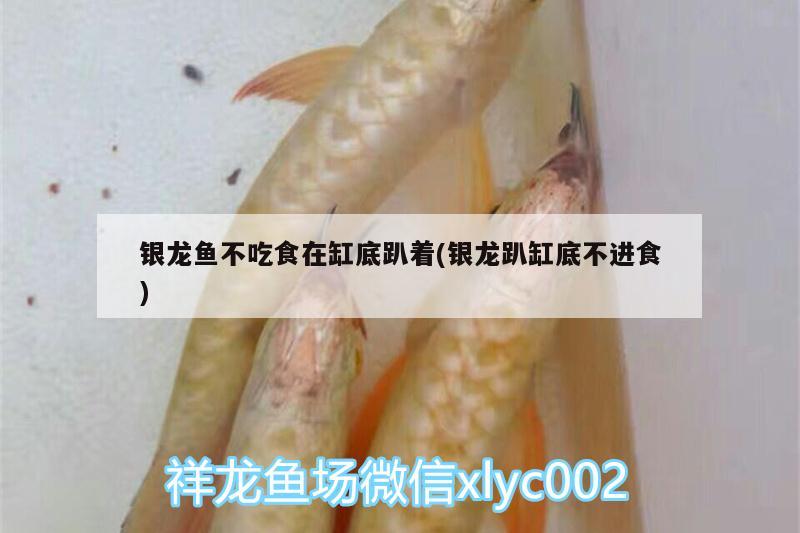 銀龍魚不吃食在缸底趴著(銀龍趴缸底不進(jìn)食) 銀龍魚