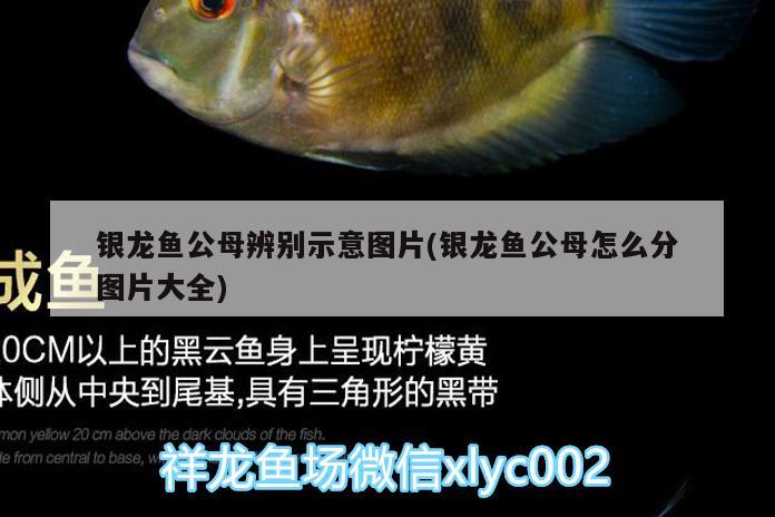 銀龍魚(yú)公母辨別示意圖片(銀龍魚(yú)公母怎么分圖片大全) 銀龍魚(yú)百科