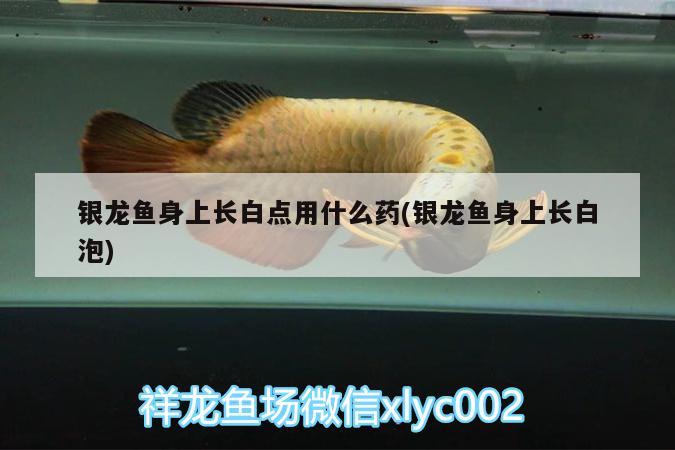 銀龍魚身上長白點(diǎn)用什么藥(銀龍魚身上長白泡) 銀龍魚百科