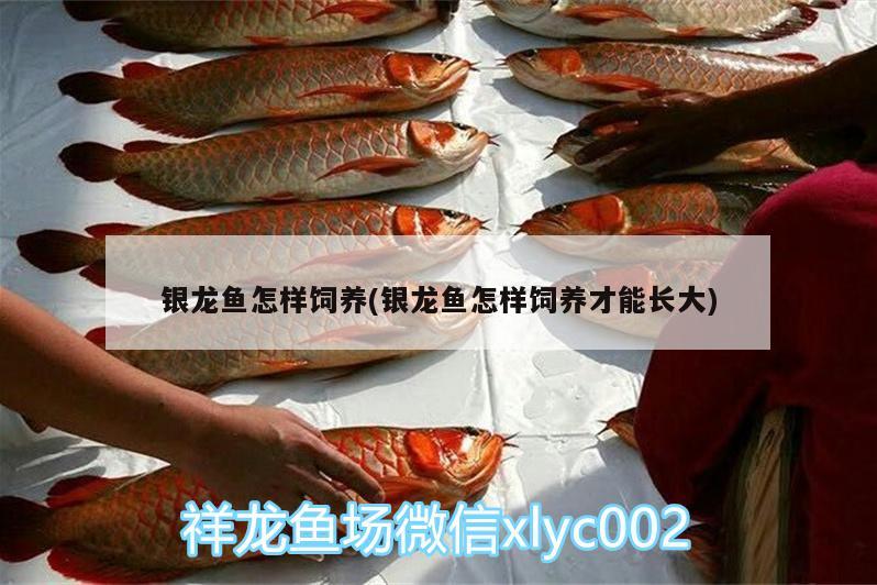 銀龍魚怎樣飼養(yǎng)(銀龍魚怎樣飼養(yǎng)才能長(zhǎng)大)