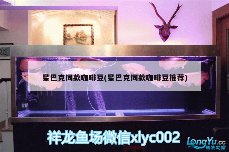 星巴克同款咖啡豆(星巴克同款咖啡豆推薦) 馬來西亞咖啡