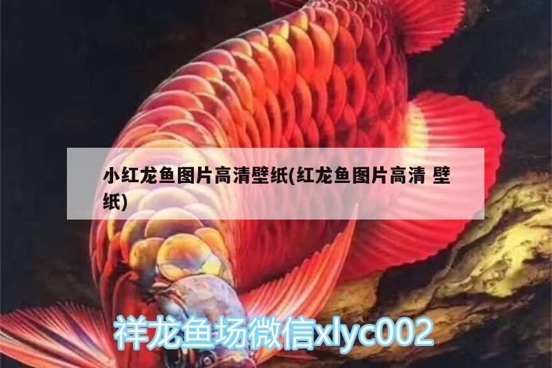 小紅龍魚(yú)圖片高清壁紙(紅龍魚(yú)圖片高清壁紙) 高背金龍魚(yú)