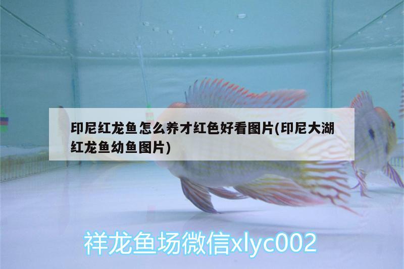 印尼紅龍魚怎么養(yǎng)才紅色好看圖片(印尼大湖紅龍魚幼魚圖片) 大湖紅龍魚