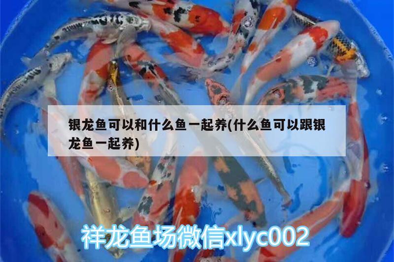 銀龍魚可以和什么魚一起養(yǎng)(什么魚可以跟銀龍魚一起養(yǎng)) 銀龍魚