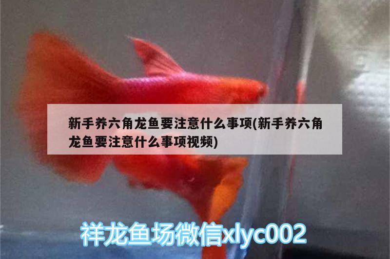 新手養(yǎng)六角龍魚要注意什么事項(新手養(yǎng)六角龍魚要注意什么事項視頻) 白子黑帝王魟魚