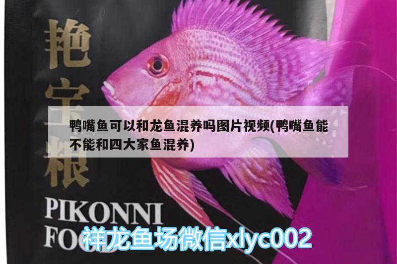 鴨嘴魚可以和龍魚混養(yǎng)嗎圖片視頻(鴨嘴魚能不能和四大家魚混養(yǎng))