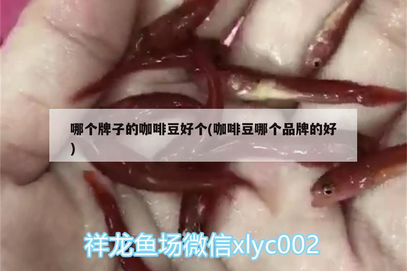 哪個牌子的咖啡豆好個(咖啡豆哪個品牌的好) 馬來西亞咖啡