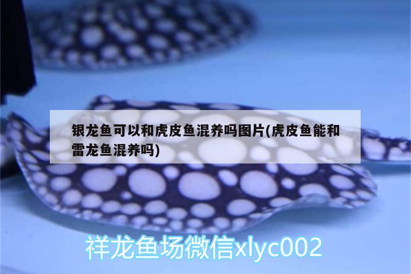 銀龍魚可以和虎皮魚混養(yǎng)嗎圖片(虎皮魚能和雷龍魚混養(yǎng)嗎) 銀龍魚百科