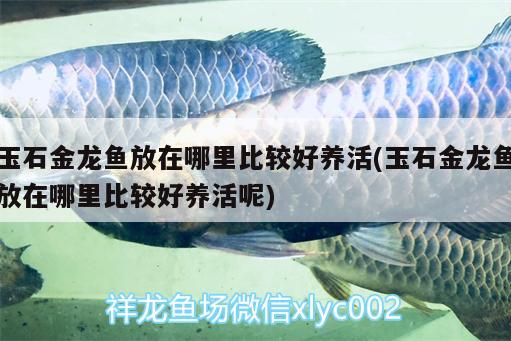 玉石金龍魚放在哪里比較好養(yǎng)活(玉石金龍魚放在哪里比較好養(yǎng)活呢)