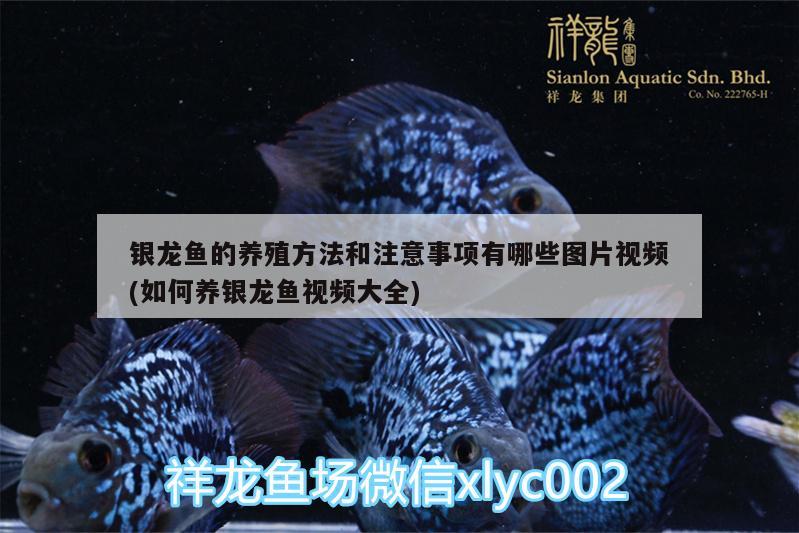 銀龍魚的養(yǎng)殖方法和注意事項(xiàng)有哪些圖片視頻(如何養(yǎng)銀龍魚視頻大全) 銀龍魚百科