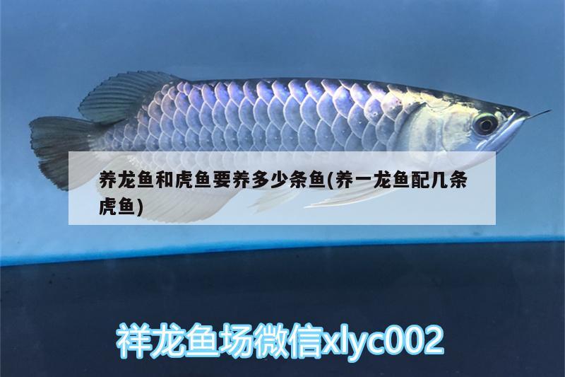 養(yǎng)龍魚和虎魚要養(yǎng)多少條魚(養(yǎng)一龍魚配幾條虎魚) 虎魚百科