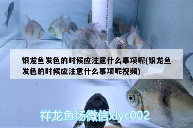 銀龍魚發(fā)色的時候應注意什么事項呢(銀龍魚發(fā)色的時候應注意什么事項呢視頻) 銀龍魚