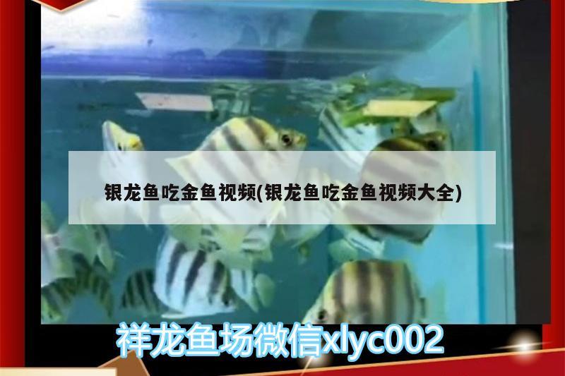 銀龍魚吃金魚視頻(銀龍魚吃金魚視頻大全)