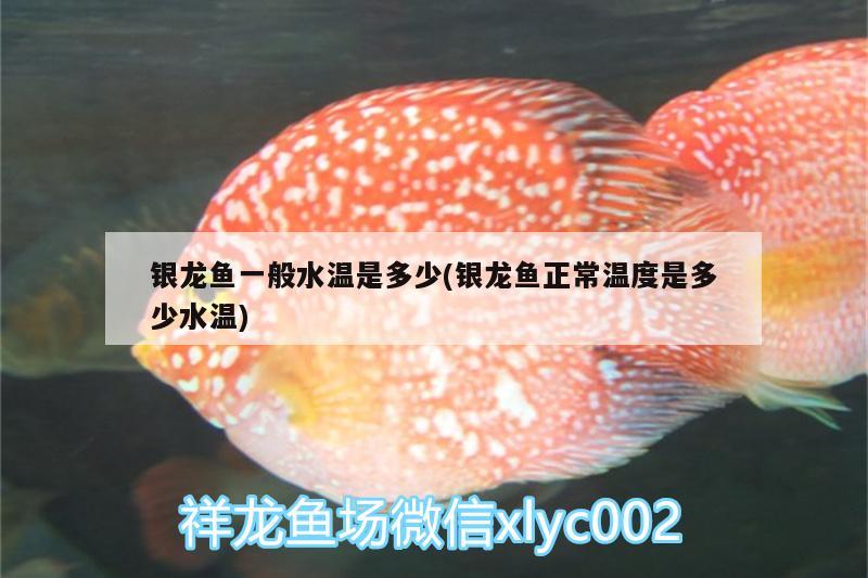 銀龍魚一般水溫是多少(銀龍魚正常溫度是多少水溫) 銀龍魚百科