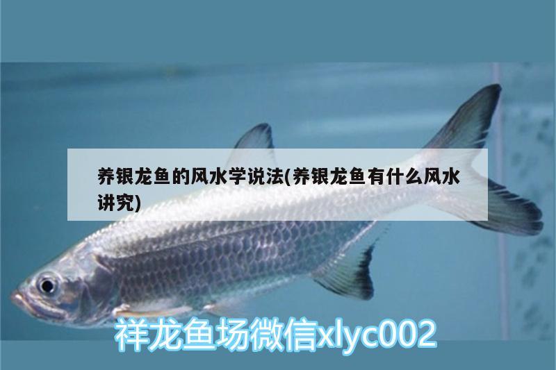 養(yǎng)銀龍魚的風(fēng)水學(xué)說法(養(yǎng)銀龍魚有什么風(fēng)水講究) 魚缸風(fēng)水