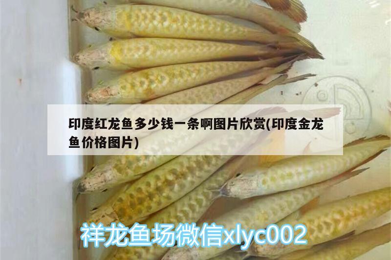 印度紅龍魚多少錢一條啊圖片欣賞(印度金龍魚價(jià)格圖片)