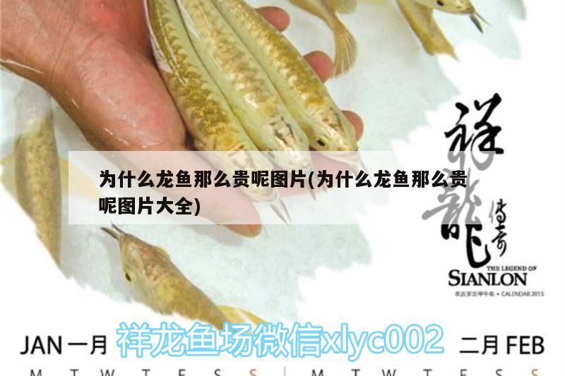 為什么龍魚那么貴呢圖片(為什么龍魚那么貴呢圖片大全)