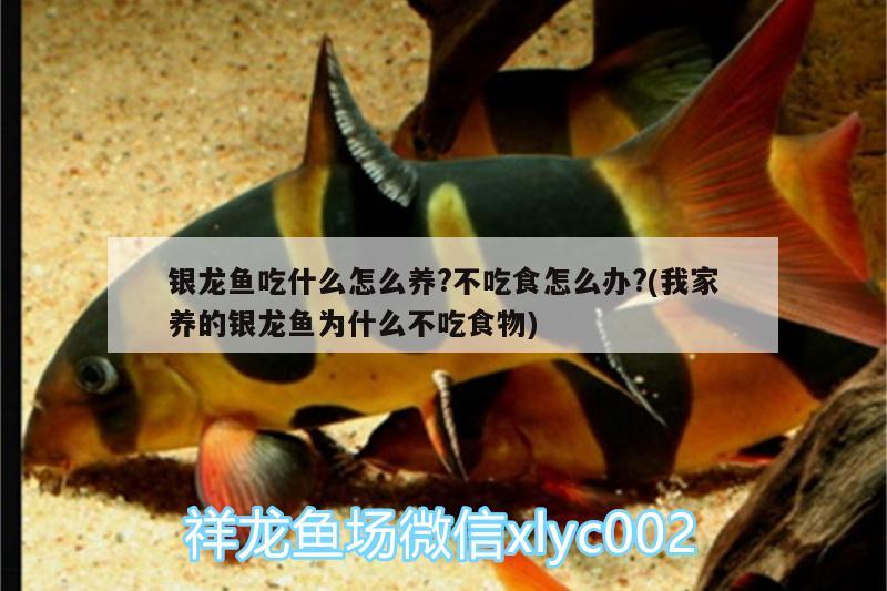 銀龍魚吃什么怎么養(yǎng)?不吃食怎么辦?(我家養(yǎng)的銀龍魚為什么不吃食物)