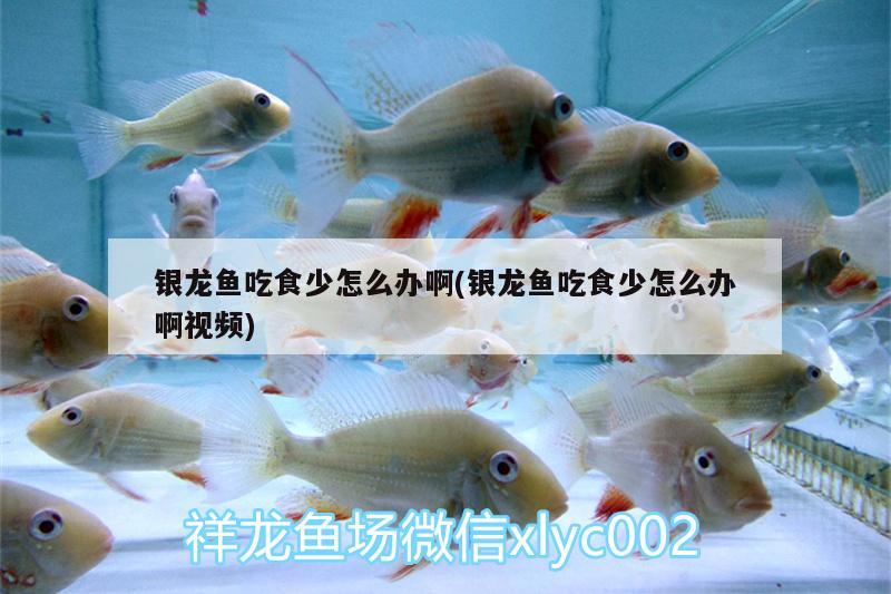 銀龍魚吃食少怎么辦啊(銀龍魚吃食少怎么辦啊視頻)