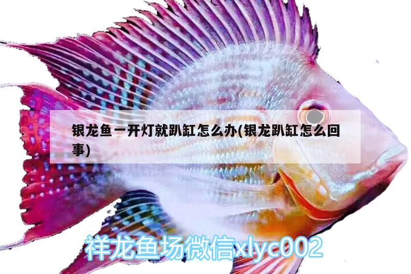 銀龍魚一開燈就趴缸怎么辦(銀龍趴缸怎么回事) 銀龍魚