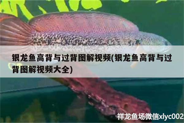 銀龍魚高背與過背圖解視頻(銀龍魚高背與過背圖解視頻大全)