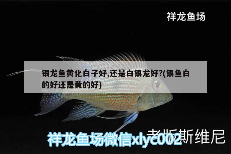 銀龍魚黃化白子好,還是白銀龍好?(銀魚白的好還是黃的好) 銀龍魚