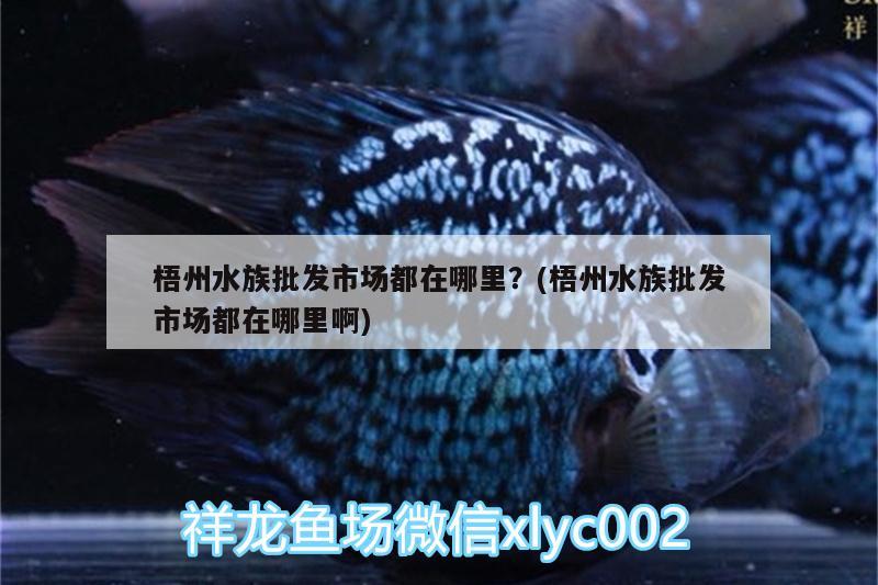 梧州水族批發(fā)市場都在哪里？(梧州水族批發(fā)市場都在哪里啊) 觀賞魚水族批發(fā)市場