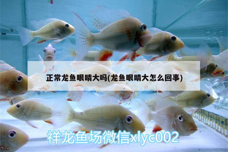 正常龍魚眼睛大嗎(龍魚眼睛大怎么回事)