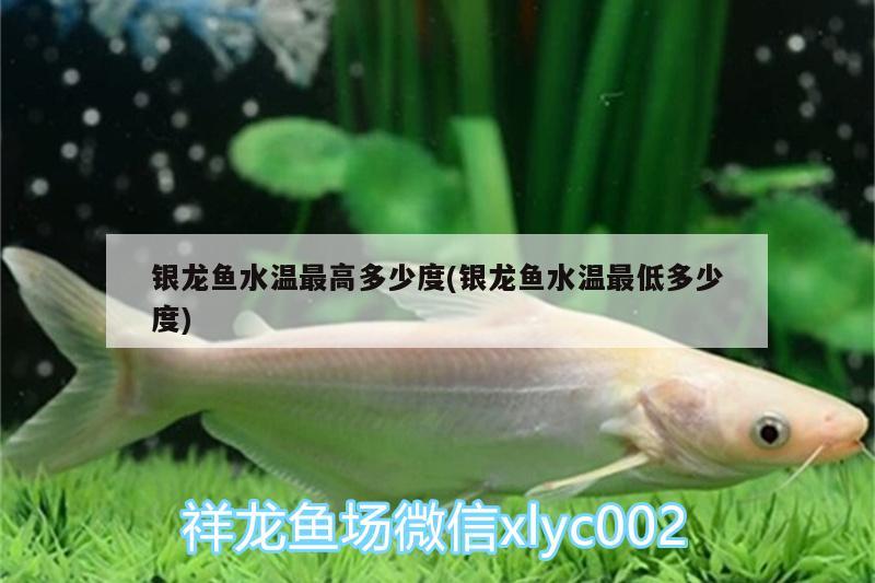 銀龍魚水溫最高多少度(銀龍魚水溫最低多少度) 銀龍魚