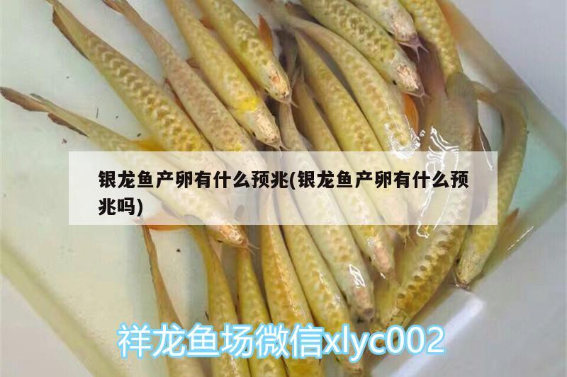 銀龍魚產(chǎn)卵有什么預(yù)兆(銀龍魚產(chǎn)卵有什么預(yù)兆嗎) 銀龍魚百科