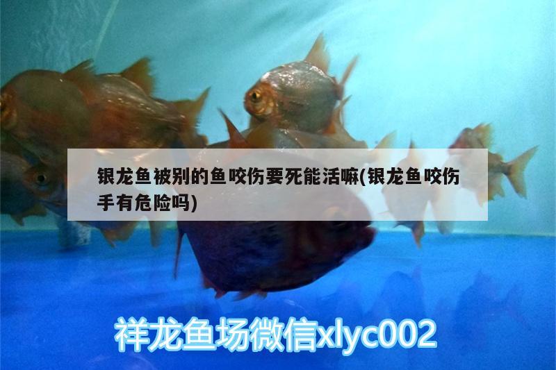 銀龍魚被別的魚咬傷要死能活嘛(銀龍魚咬傷手有危險(xiǎn)嗎) 銀龍魚百科