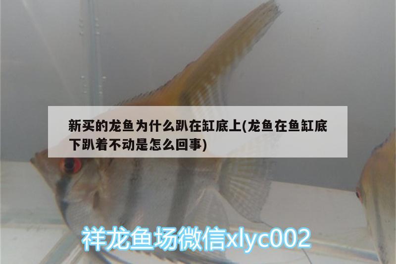 新買的龍魚為什么趴在缸底上(龍魚在魚缸底下趴著不動(dòng)是怎么回事)