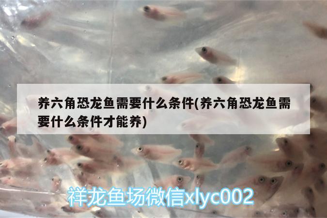 養(yǎng)六角恐龍魚需要什么條件(養(yǎng)六角恐龍魚需要什么條件才能養(yǎng)) 定時器/自控系統(tǒng)