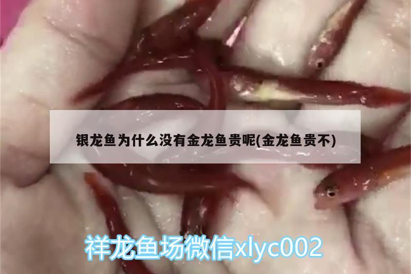 銀龍魚為什么沒有金龍魚貴呢(金龍魚貴不) 銀龍魚