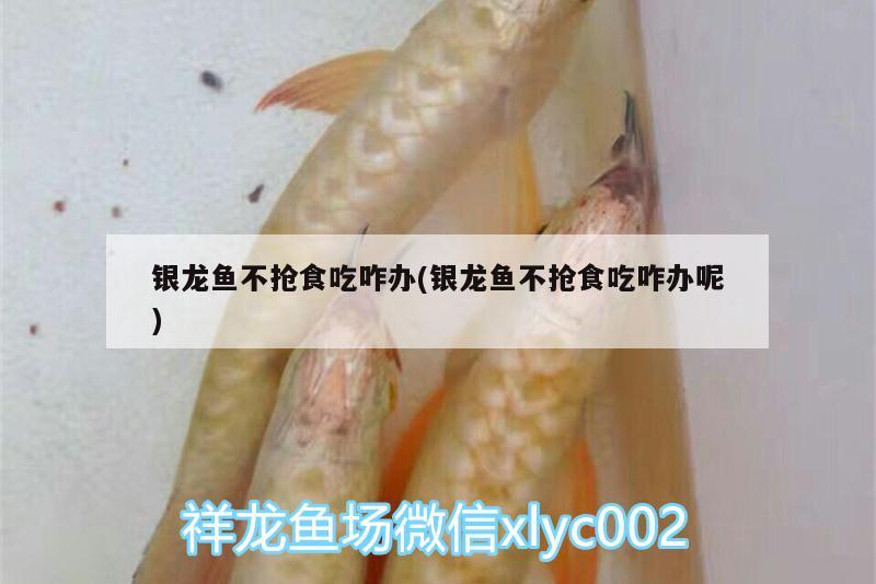 銀龍魚不搶食吃咋辦(銀龍魚不搶食吃咋辦呢)