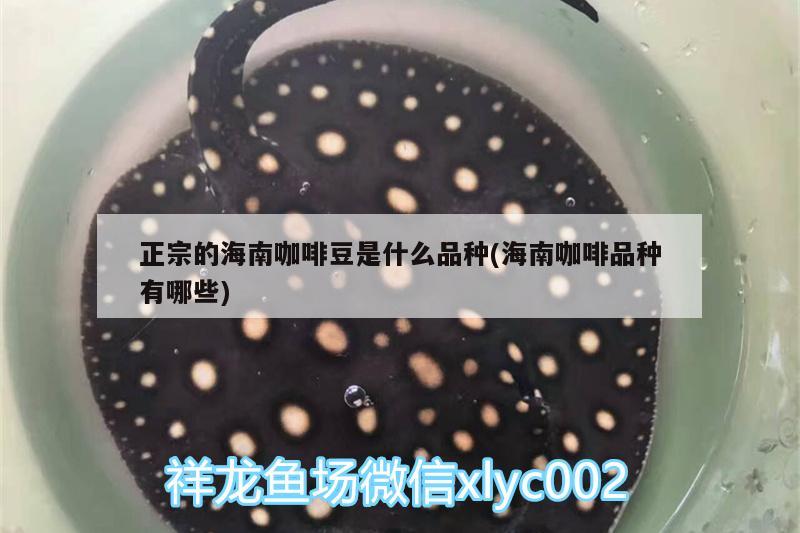 正宗的海南咖啡豆是什么品種(海南咖啡品種有哪些)