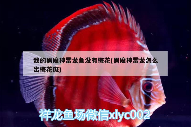 我的黑魔神雷龍魚沒有梅花(黑魔神雷龍怎么出梅花斑) 定時器/自控系統(tǒng)