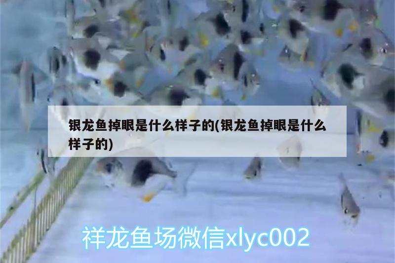 銀龍魚掉眼是什么樣子的(銀龍魚掉眼是什么樣子的)