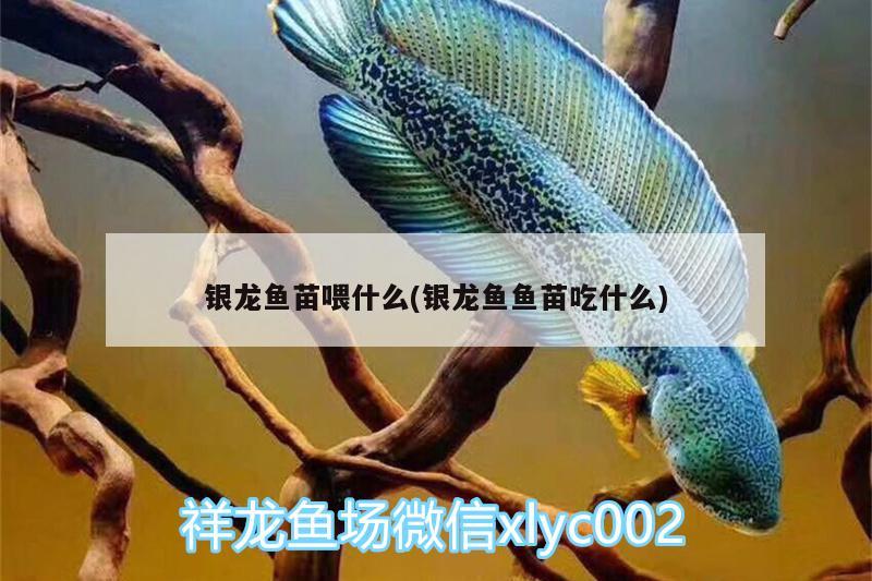 銀龍魚苗喂什么(銀龍魚魚苗吃什么)