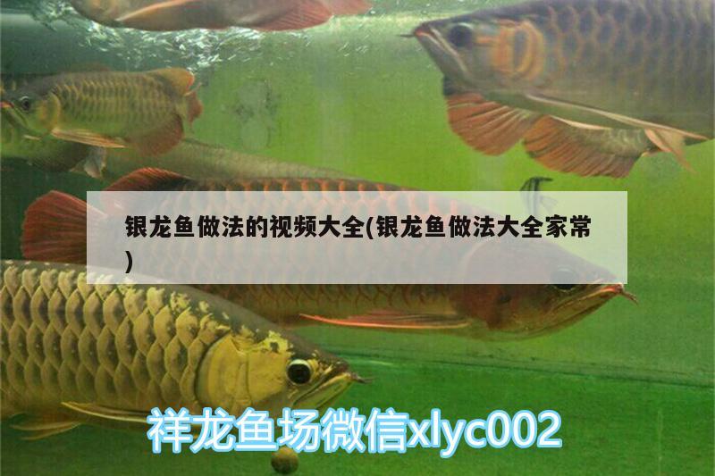 銀龍魚做法的視頻大全(銀龍魚做法大全家常) 銀龍魚百科