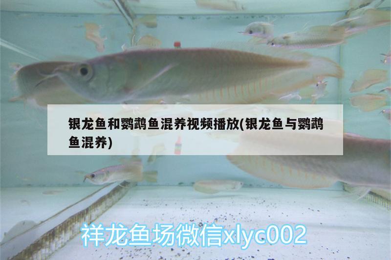 銀龍魚和鸚鵡魚混養(yǎng)視頻播放(銀龍魚與鸚鵡魚混養(yǎng))