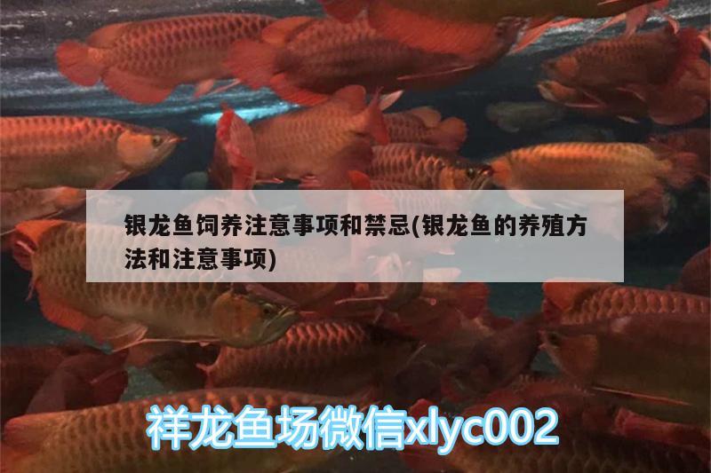 銀龍魚飼養(yǎng)注意事項(xiàng)和禁忌(銀龍魚的養(yǎng)殖方法和注意事項(xiàng))