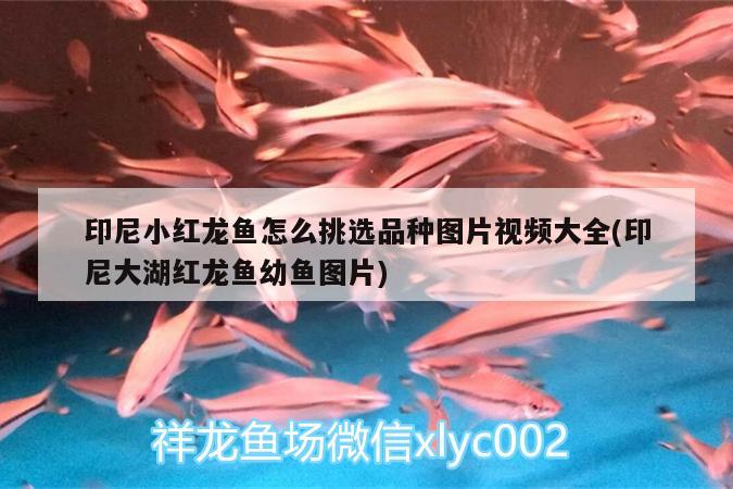 印尼小紅龍魚怎么挑選品種圖片視頻大全(印尼大湖紅龍魚幼魚圖片) 大湖紅龍魚