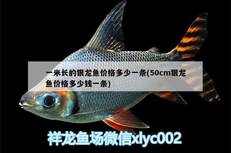 一米長的銀龍魚價格多少一條(50cm銀龍魚價格多少錢一條)